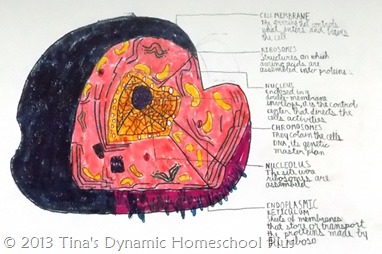 Drawing a Cell | Tina's Dynamic Homeschool Plus