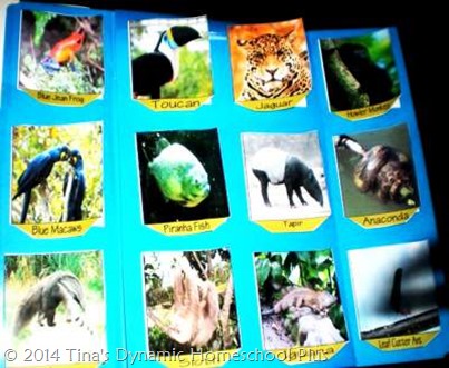 Animals of the Amazon @ Tina's Dynamic Homeschool Plus