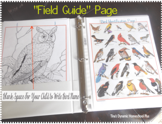 bird notebook field page 
