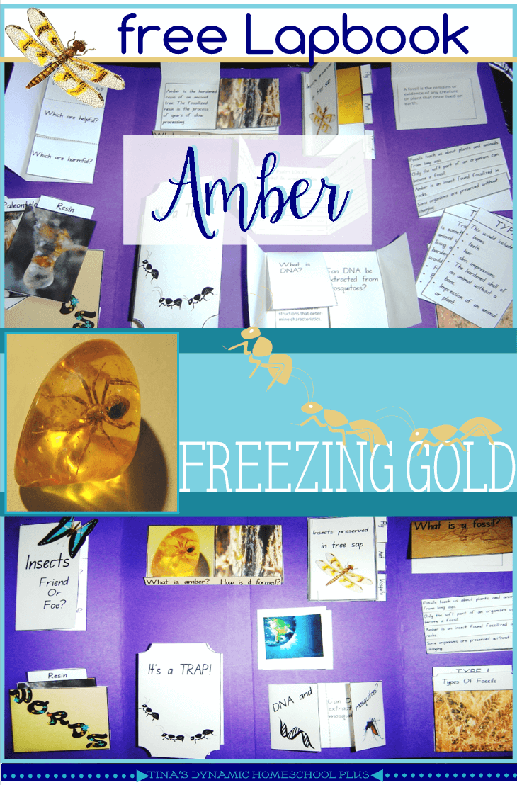 Amber – Freezing Gold Lapbook and Unit Study