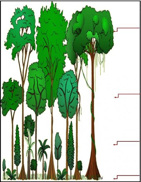 Rain Forest - Amazon Unit Study and Free Lapbooks