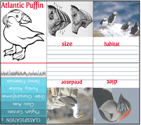 Arctic Animal Minibooks @ Tina's Dynamic Homeschool Plus
