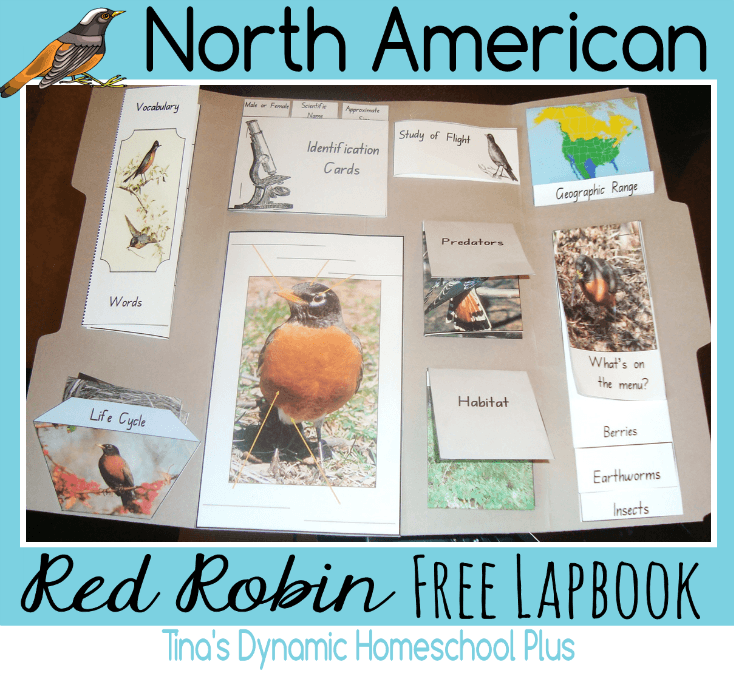 North American Robin Unit Study