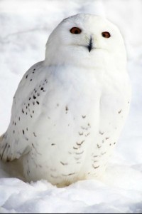 Winter Season Unit Study. Free Lapbook & Hands-On Ideas.