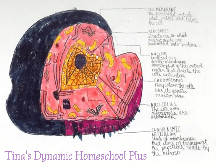 Science and Art @ Tina's Dynamic Homeschool Plus