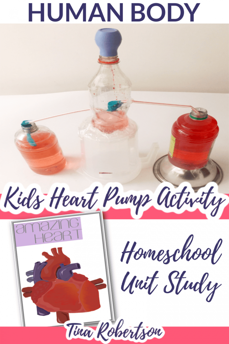 Homeschool Unit Study Human Body Activity 2. DIY Heart Pump