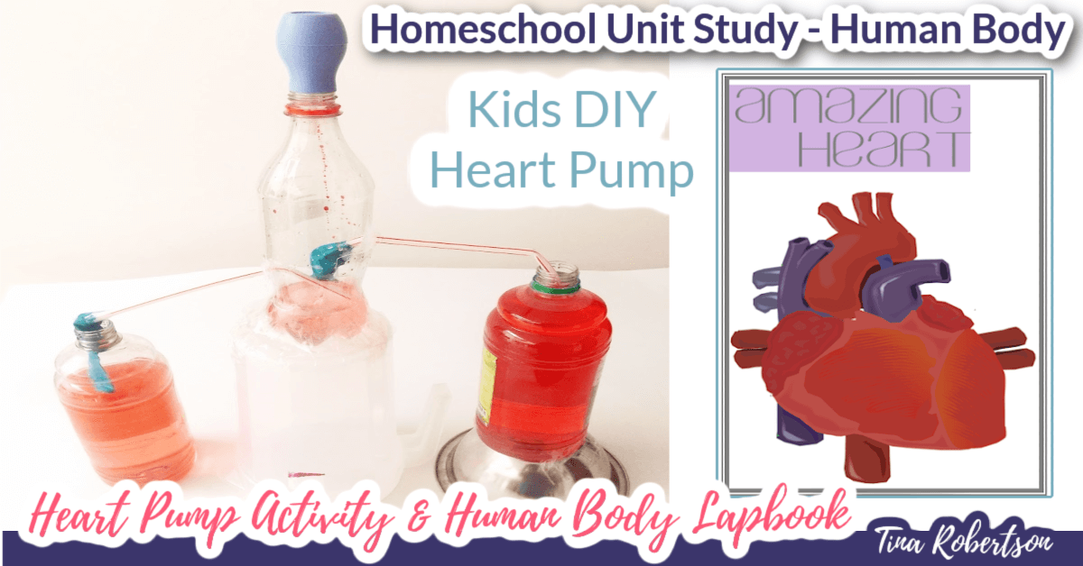 Homeschool Unit Study Human Body Activity 2. DIY Heart Pump
