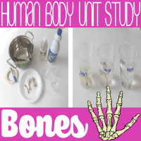 Human Body Unit Study. Rigid versus Flexible Bones Hands-on Activity @ Tina's Dynamic Homeschool Plus featured