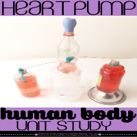 Human body unit study DIY Heart Pump @ Tina's Dynamic Homeschool Plus featured