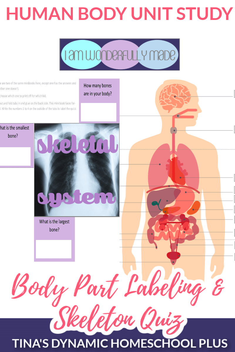 quiz to know your body shape