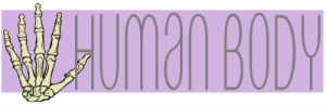 Beautiful Human Body Lapbook and Fun Unit Study
