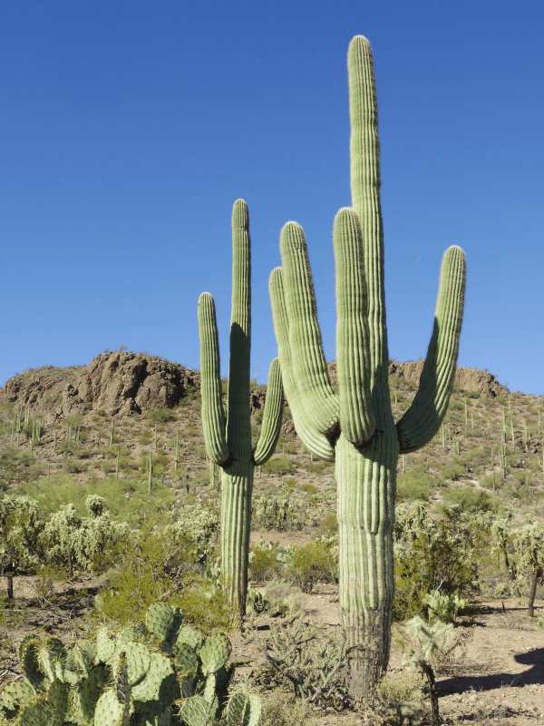 Saguaro cactus (Carnegiea gigantea) one of the prominent plants in the Sonoran Desert.