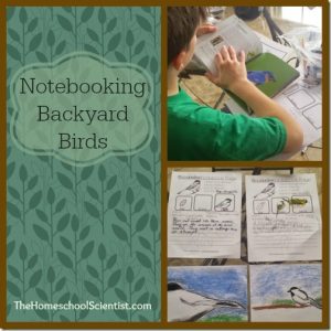 Notebooking Backyard Birds