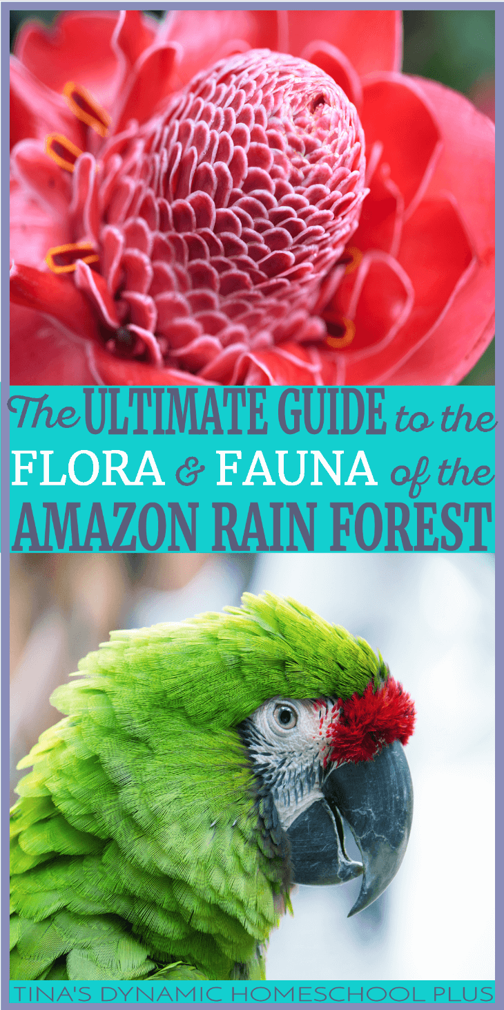 The Ultimate Guide to the Flora and Fauna of the Amazon Rain Forest. Learning about the lush plants and fascinating animals of the Amazon Rain Forest makes for a fascinating homeschool unit study. Bring learning alive through hands-on activities, free guides and ideas for learning about the flora and fauna of the Amazon Rain Forest in this Ultimate Guide. Click here!