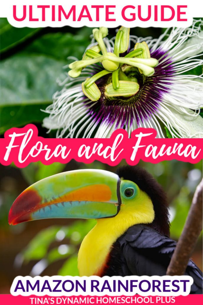 The Ultimate Guide to the Flora and Fauna of the Amazon Rain Forest