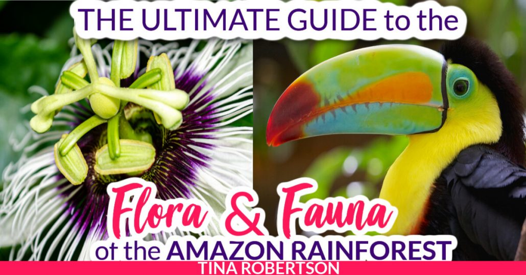 The Ultimate Guide to the Flora and Fauna of the Amazon Rain Forest