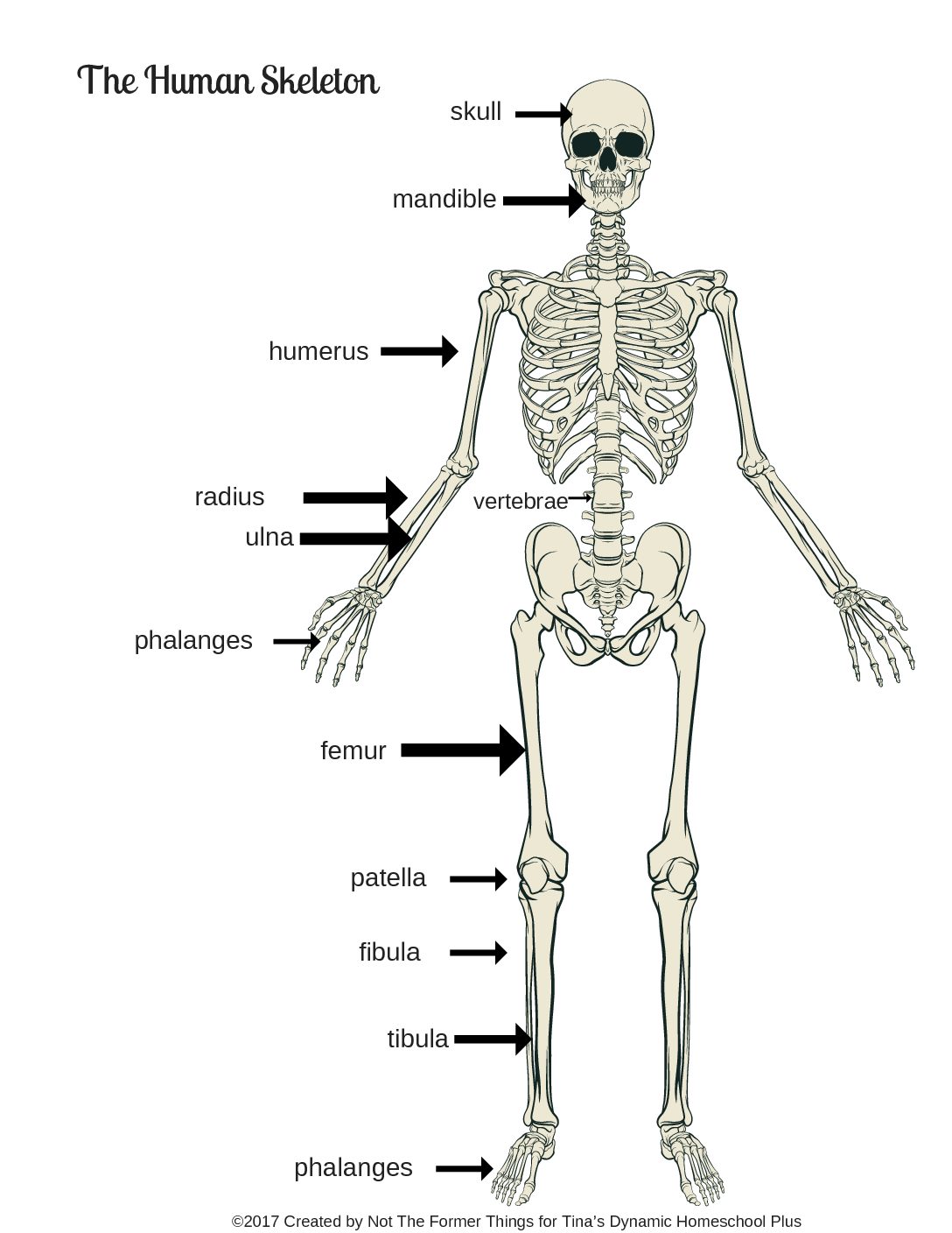 Human Skeleton Printable Cheat Sheet - Tina's Dynamic Homeschool Plus