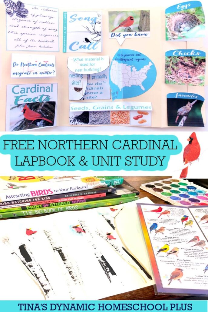 Beautiful Winter Bird: Northern Cardinal Lapbook & Fun Unit Study