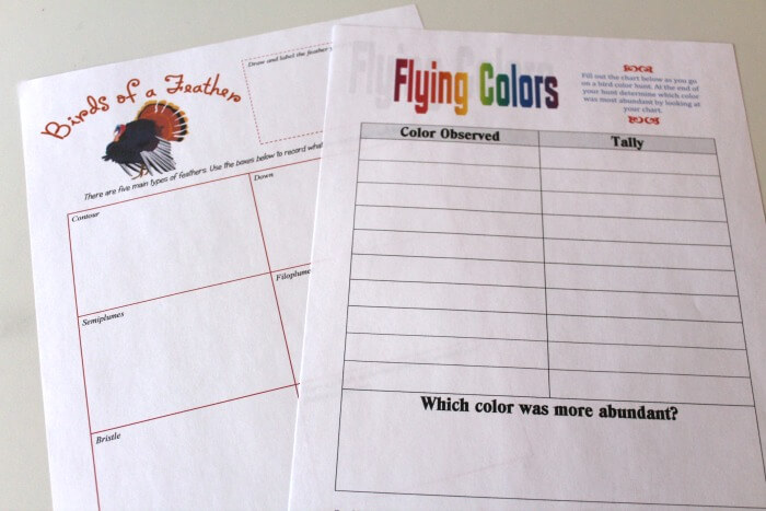 Bird Color Observation Sheets