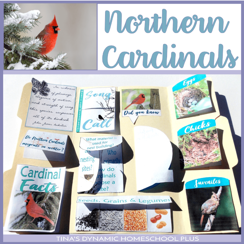 Colorful Winter Bird: Northern Cardinal Lapbook & Unit Study.