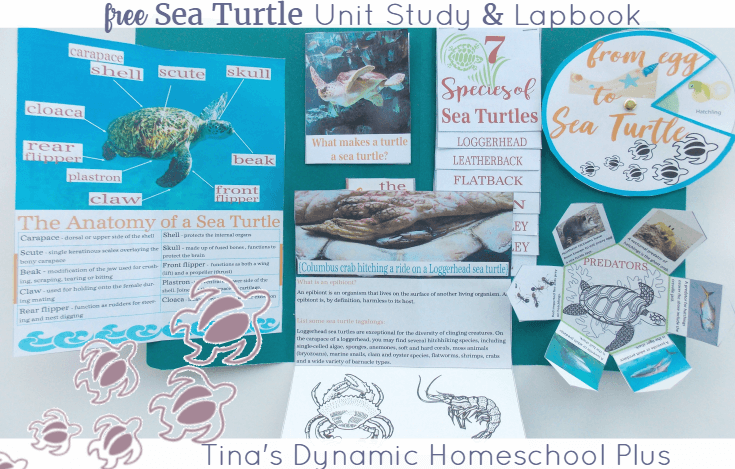 Grab this FREE Sea Turtle Lapbook | Tina's Dynamic Homeschool Plus