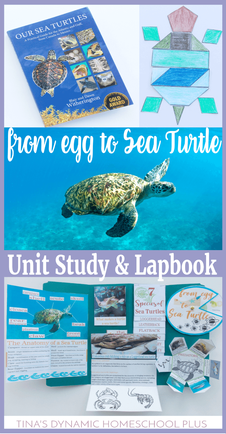 From Egg to Sea Turtle Nature Unit Study & Lapbook. Grab this fun sea turtle lapbook for your middle school kids and these easy hands-on activities and ideas to bring your homeschool science to life! CLICK HERE to grab it!