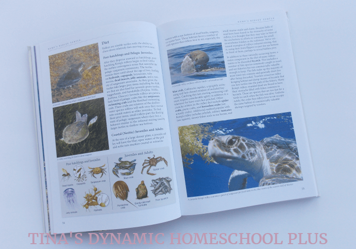 From Egg to Sea Turtle Nature Unit Study & Lapbook