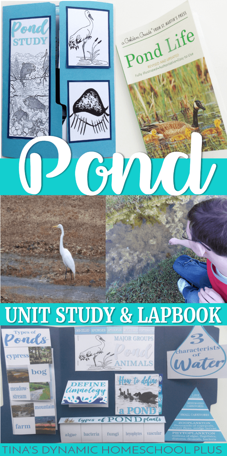 Looking for a fun and free multiple age Pond Unit Study and lapbook? You’ll love these resources whether you study a pond in the winter, summer, spring or fall. Check out this what is above and what is below in a pond homeschool unit study and free awesome lapbook. CLICK HERE!!