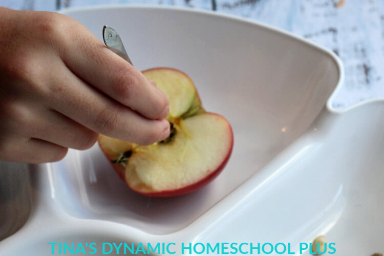 5 Apple seed investigation Easy Seed and Gardening Unit Study for Kids Middle - Upper Elementary @ Tina's Dynamic Homeschool Plus