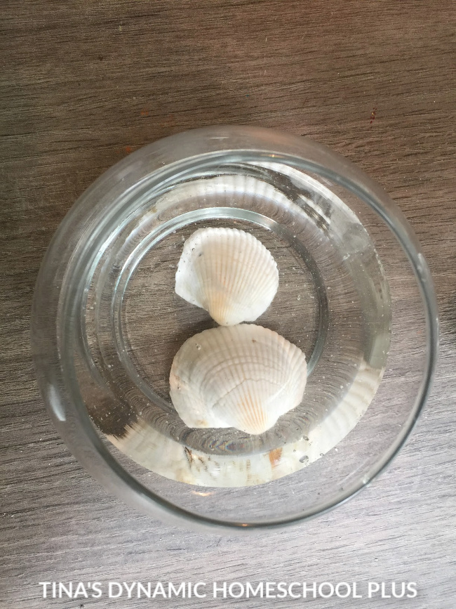 1 How to Dissolve a Seashell - Beach Hands-on Fun Activity immediate bubbling