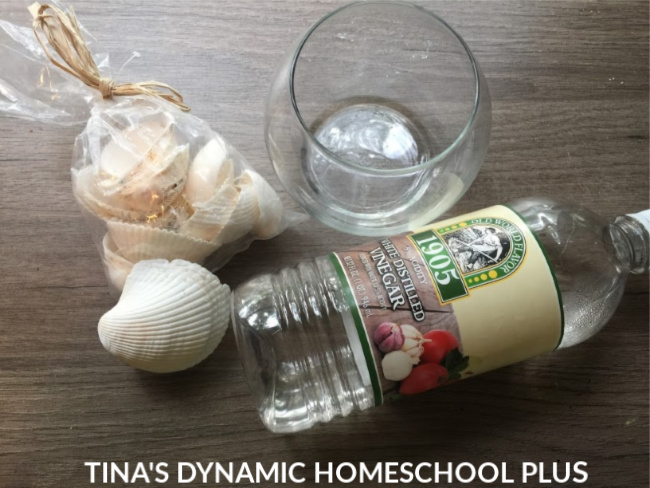 How to Dissolve a Seashell Activity Ingredients