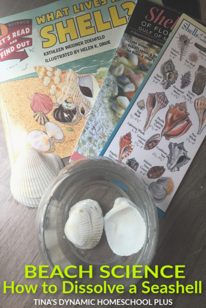 How to Dissolve a Seashell - Beach Hands-on Fun Activity. Whether you're doing an Ocean or Beach theme, your kids will love this EZ activity. Click here!