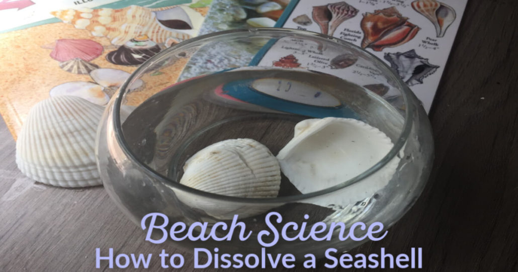 How to Dissolve a Seashell EZ beach themed or ocean themed hands-on fun activity @ Tina's Dynamic Homeschool Plus