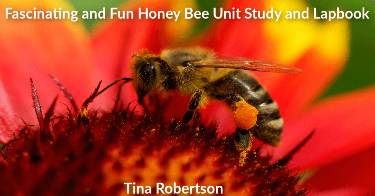 Fascinating And Fun Honey Bees Unit Study And Lapbook For Kids