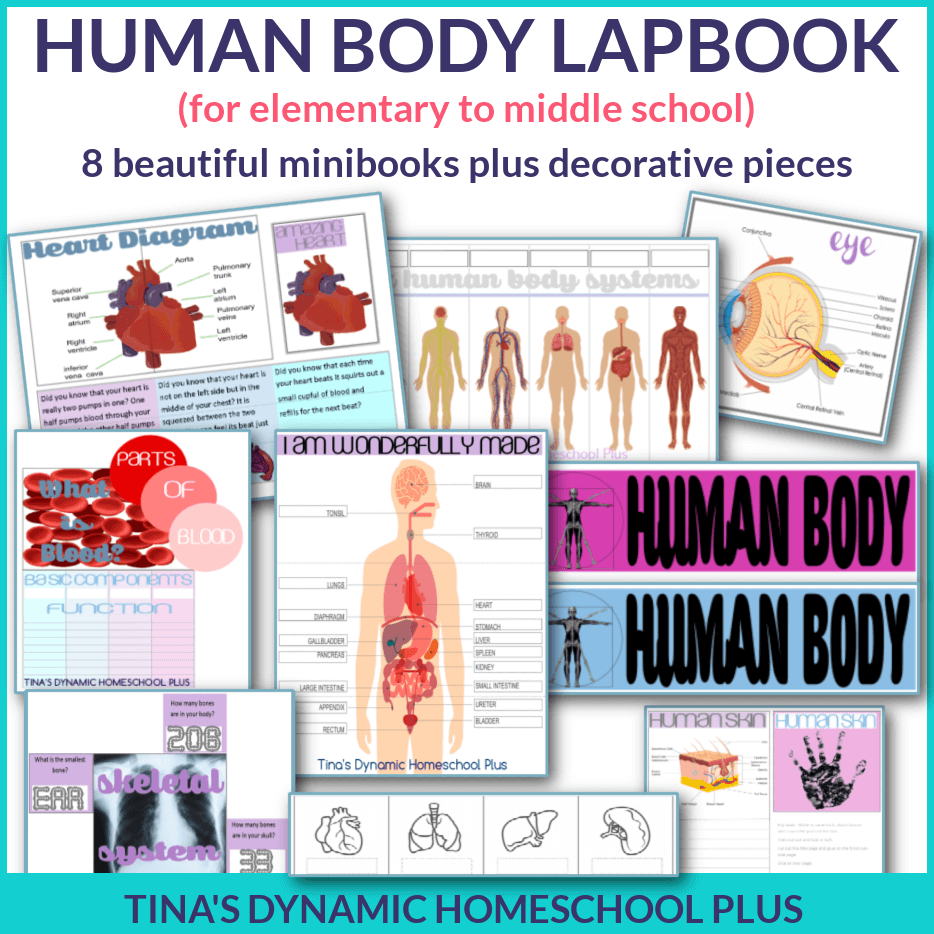Major Organs of The Human Body Labeled Fun Felt Anatomy Activity