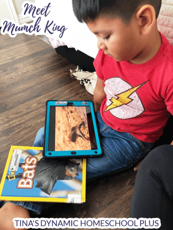 Why Bats Are Not Birds Fun Homeschool Unit Study and Lapbook