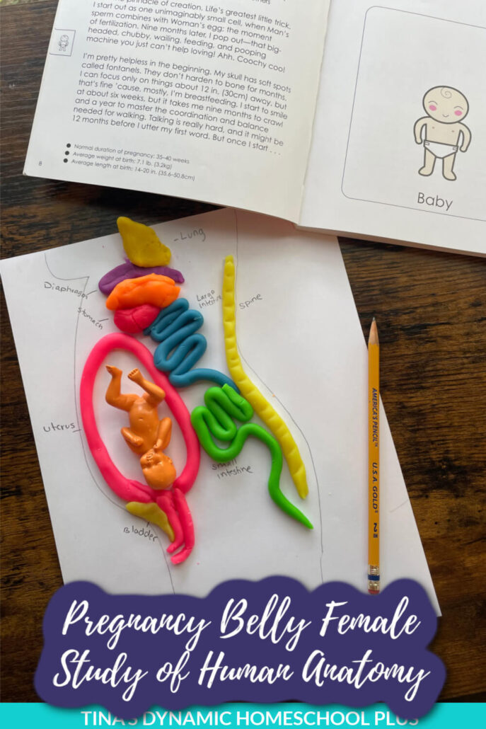 Pregnancy Belly Female Study of Human Anatomy Kids Fun Craft