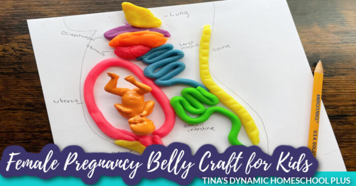 Pregnancy Belly Female Study of Human Anatomy Kids Fun Craft