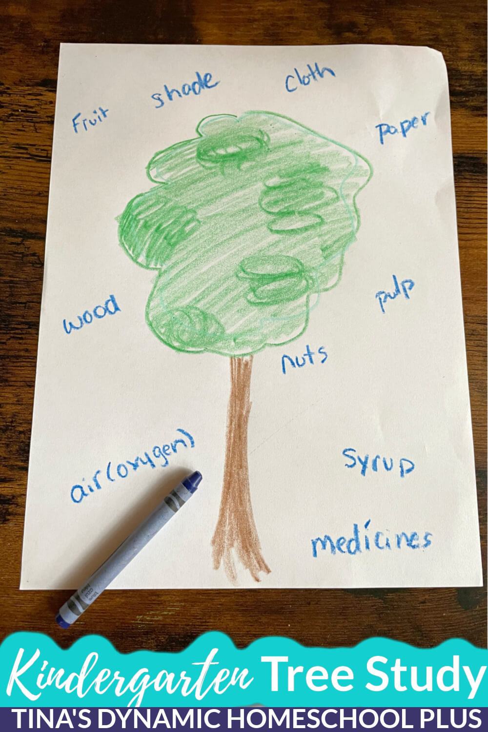 Homeschool Kindergarten Life Science - Hands-on Fun Nature Tree Study