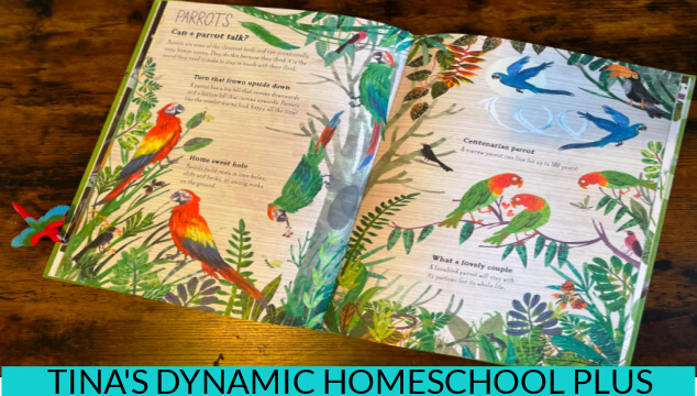 Wildlife in the Amazon Rainforest - Create Fun Macaw and Toucan Crafts