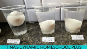 Quick Unit Study & Easy Salt water Density Ocean Science Experiments ...