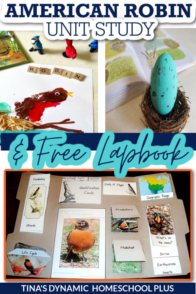Free North American Robin Bird Lapbook and Fun Homeschool Unit Study Ideas