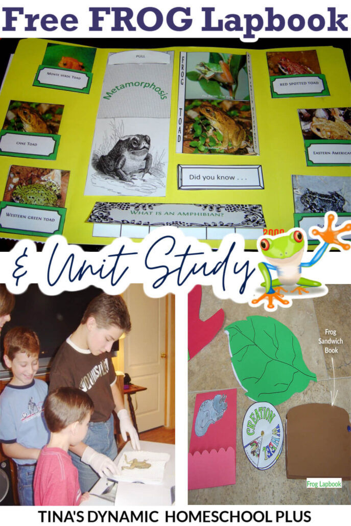 Free Toad and Frog Lapbook and Fun Homeschool Unit Study Ideas