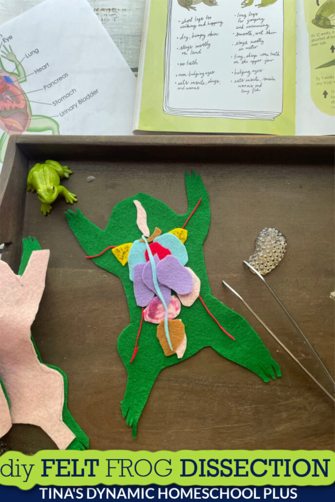 Fun DIY Felt Frog Dissection With Frog Insides Labeled Mess Free (Free Printables)