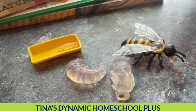 Fun Hands-On Bee Activities for Kids Make a Mason Bee Habitat