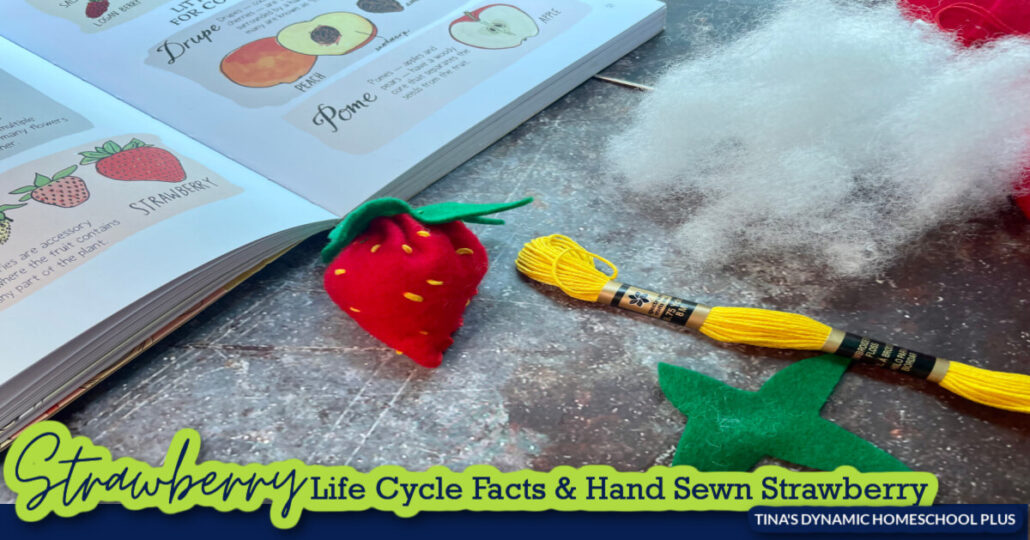 Life Cycle Of a Strawberry Facts and Fun Hand Sewn Felt Strawberry