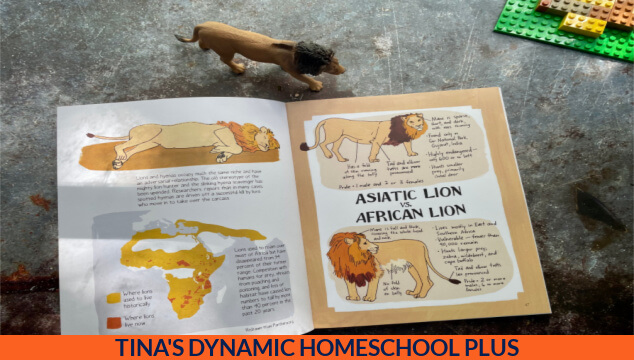 6 World Wildlife Day Activities to Learn About African Lions