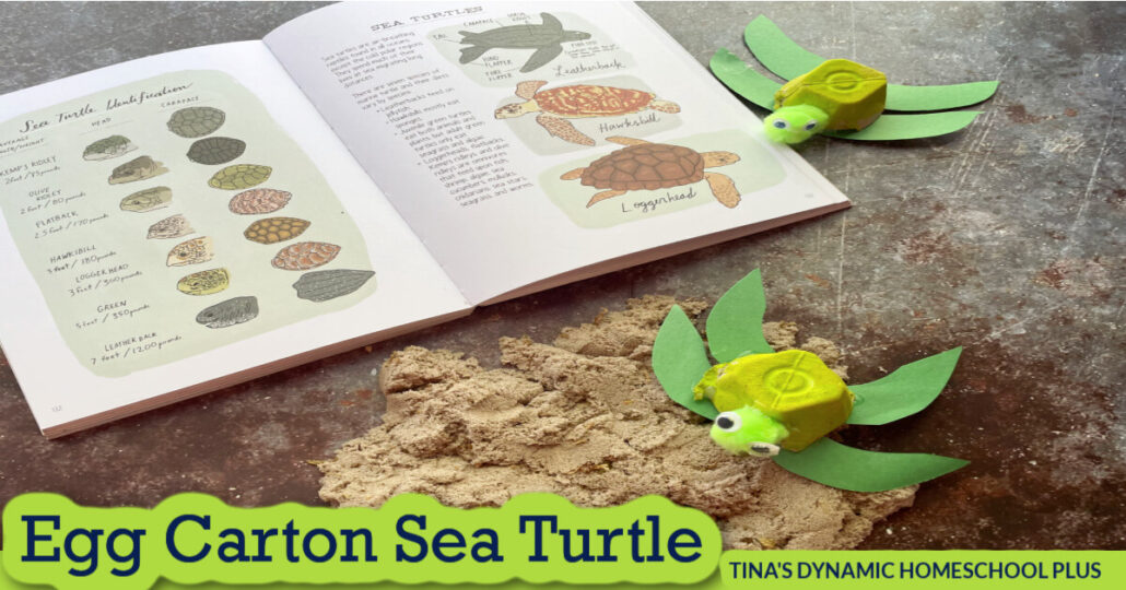 Cutest Ever Egg Carton Sea Turtle Craft and Learning Activities for Kids