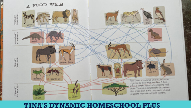 How to Create a Homeschool Zoology Unit Without a Curriculum and Cute Fox Craft