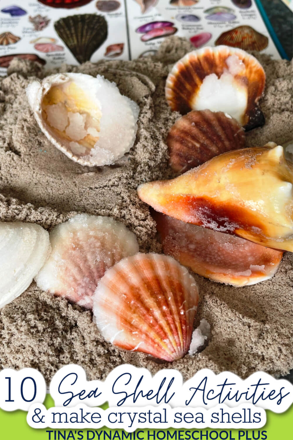 A Collection of Sea Shells in a Seashell